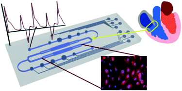 Graphical abstract: A microfluidic cardiac flow profile generator for studying the effect of shear stress on valvular endothelial cells