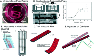 Graphical abstract: Development and application of human skeletal muscle microphysiological systems