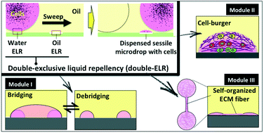 Graphical abstract: Double-exclusive liquid repellency (double-ELR): an enabling technology for rare phenotype analysis