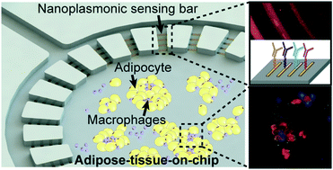 Graphical abstract: An integrated adipose-tissue-on-chip nanoplasmonic biosensing platform for investigating obesity-associated inflammation