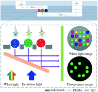 Graphical abstract: Low cost 3D microfluidic chips for multiplex protein detection based on photonic crystal beads