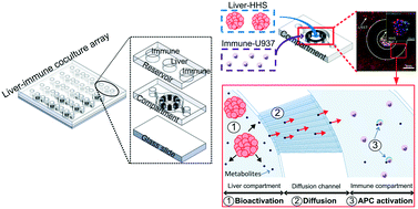 Graphical abstract: A liver-immune coculture array for predicting systemic drug-induced skin sensitization