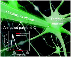 Graphical abstract: Enhanced parylene-C fluorescence as a visual marker for neuronal electrophysiology applications
