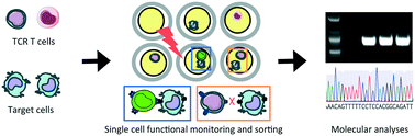 Graphical abstract: Functional TCR T cell screening using single-cell droplet microfluidics