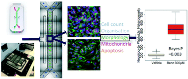 Graphical abstract: Introducing an automated high content confocal imaging approach for Organs-on-Chips