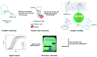 Graphical abstract: Rapid detection of multiple respiratory viruses based on microfluidic isothermal amplification and a real-time colorimetric method