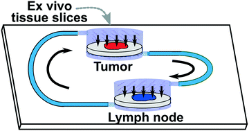 Graphical abstract: Two-way communication between ex vivo tissues on a microfluidic chip: application to tumor–lymph node interaction