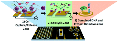 Graphical abstract: An integrated multi-molecular sensor for simultaneous BRAFV600E protein and DNA single point mutation detection in circulating tumour cells