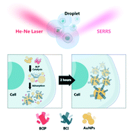 Graphical abstract: Cellular heterogeneity identified by single-cell alkaline phosphatase (ALP) via a SERRS-microfluidic droplet platform