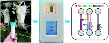 Graphical abstract: Double inner standard plot model of an electrophoresis titration chip for a portable and green assay of protein content in milk