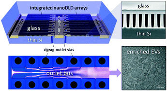 Graphical abstract: Integrated nanoscale deterministic lateral displacement arrays for separation of extracellular vesicles from clinically-relevant volumes of biological samples