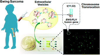 Graphical abstract: Ultrasensitive quantification of tumor mRNAs in extracellular vesicles with an integrated microfluidic digital analysis chip