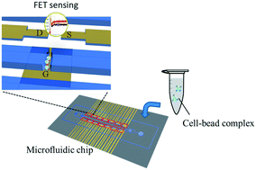 Graphical abstract: A microfluidic platform integrated with field-effect transistors for enumeration of circulating tumor cells
