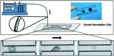 Graphical abstract: On-chip oocyte denudation from cumulus–oocyte complexes for assisted reproductive therapy
