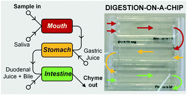Graphical abstract: Digestion-on-a-chip: a continuous-flow modular microsystem recreating enzymatic digestion in the gastrointestinal tract