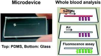 Graphical abstract: Development of a microdevice for facile analysis of theophylline in whole blood by a cloned enzyme donor immunoassay