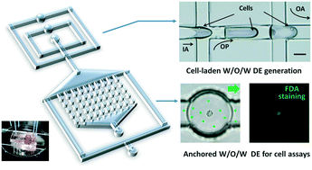 Graphical abstract: A microfluidic platform utilizing anchored water-in-oil-in-water double emulsions to create a niche for analyzing single non-adherent cells