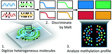 Graphical abstract: Multilayer microfluidic array for highly efficient sample loading and digital melt analysis of DNA methylation
