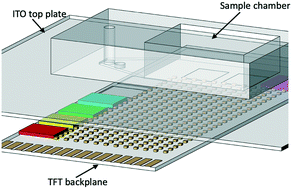 Graphical abstract: Sample pre-concentration on a digital microfluidic platform for rapid AMR detection in urine