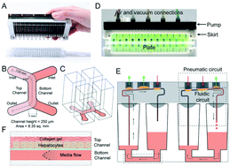 Graphical abstract: A high-throughput microfluidic microphysiological system (PREDICT-96) to recapitulate hepatocyte function in dynamic, re-circulating flow conditions