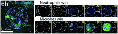 Graphical abstract: Microfluidic arenas for war games between neutrophils and microbes