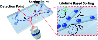 Graphical abstract: Fluorescence lifetime-activated droplet sorting in microfluidic chip systems