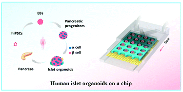 Graphical abstract: Engineering human islet organoids from iPSCs using an organ-on-chip platform