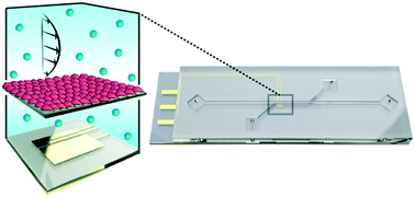 Graphical abstract: Microfluidic assay for the on-chip electrochemical measurement of cell monolayer permeability