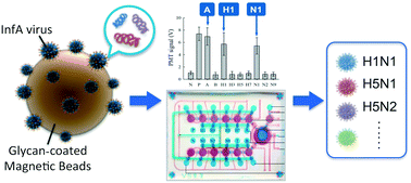 Graphical abstract: An integrated microfluidic system for rapid detection and multiple subtyping of influenza A viruses by using glycan-coated magnetic beads and RT-PCR