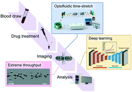 Graphical abstract: Intelligent whole-blood imaging flow cytometry for simple, rapid, and cost-effective drug-susceptibility testing of leukemia