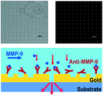 Graphical abstract: Intensity-modulated nanoplasmonic interferometric sensor for MMP-9 detection
