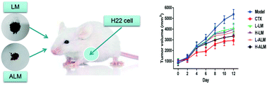 Graphical abstract: Antitumor effects of melanin from Lachnum YM226 and its derivative in H22 tumor-bearing mice