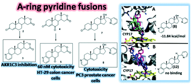 Graphical abstract: Evaluation of A-ring fused pyridine d-modified androstane derivatives for antiproliferative and aldo–keto reductase 1C3 inhibitory activity