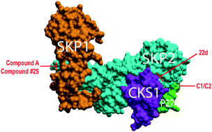 Graphical abstract: Chemical probes of Skp2-mediated p27 ubiquitylation and degradation
