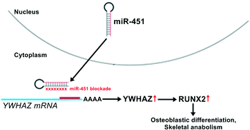 Graphical abstract: Retracted Article: MicroRNA-451 blockade promotes osteoblastic differentiation and skeletal anabolic effects by promoting YWHAZ-mediated RUNX2 protein stabilization