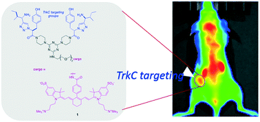 Graphical abstract: A zwitterionic near-infrared dye linked TrkC targeting agent for imaging metastatic breast cancer