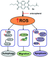 Graphical abstract: Synthesis and biological evaluation of novel asymmetric naphthalene diimide derivatives as anticancer agents depending on ROS generation