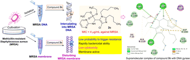 Graphical abstract: Novel organophosphorus aminopyrimidines as unique structural DNA-targeting membrane active inhibitors towards drug-resistant methicillin-resistant Staphylococcus aureus