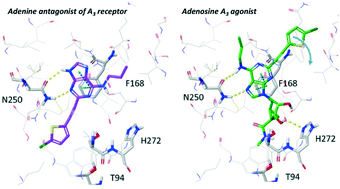Graphical abstract: Structure activity relationship of 2-arylalkynyl-adenine derivatives as human A3 adenosine receptor antagonists