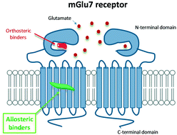 Graphical abstract: Progress toward allosteric ligands of metabotropic glutamate 7 (mGlu7) receptor: 2008–present