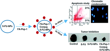 Graphical abstract: Design of 5-fluorouracil (5-FU) loaded, folate conjugated peptide linked nanoparticles, a potential new drug carrier for selective targeting of tumor cells