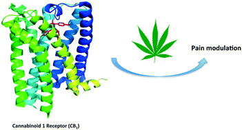 Graphical abstract: Selective modulation of the cannabinoid type 1 (CB1) receptor as an emerging platform for the treatment of neuropathic pain