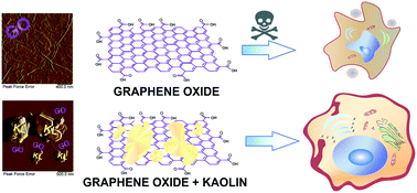 Graphical abstract: Kaolin alleviates the toxicity of graphene oxide for mammalian cells