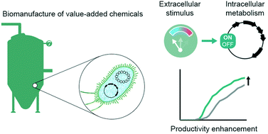 Graphical abstract: A molecular switch that enhances productivity of bioprocesses for heterologous metabolite production