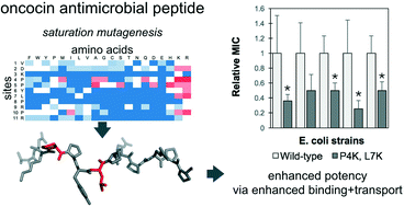 Graphical abstract: Systematic mutagenesis of oncocin reveals enhanced activity and insights into the mechanisms of antimicrobial activity