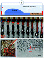 Graphical abstract: Electrochemically enabled manipulation of gallium-based liquid metals within porous copper