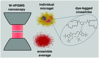 Graphical abstract: 3D mapping of nanoscale crosslink heterogeneities in microgels