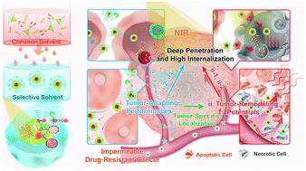 Graphical abstract: Tumor-adapting and tumor-remodeling AuNR@dendrimer-assembly nanohybrids overcome impermeable multidrug-resistant cancer