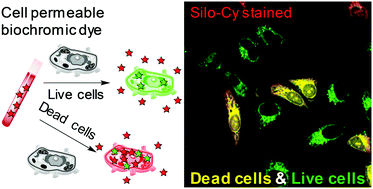 Graphical abstract: Biochromic silole derivatives: a single dye for differentiation, quantitation and imaging of live/dead cells
