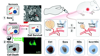 Graphical abstract: Nanodiamond-based non-canonical autophagy inhibitor synergistically induces cell death in oxygen-deprived tumors